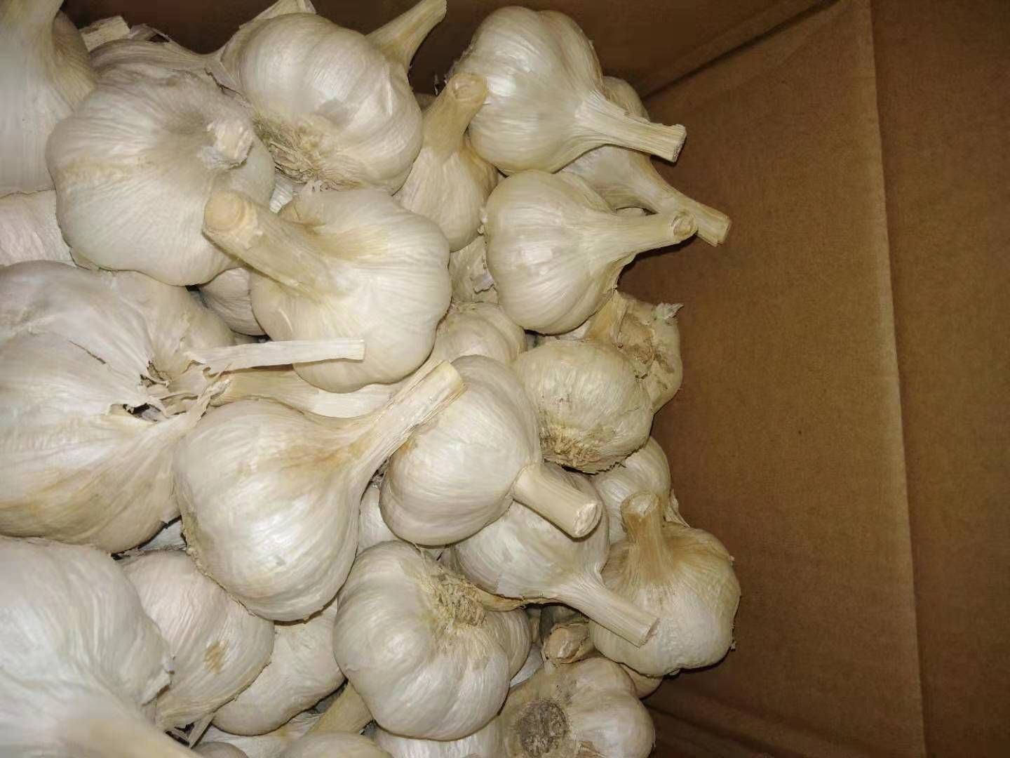  精品大蒜(清香型)