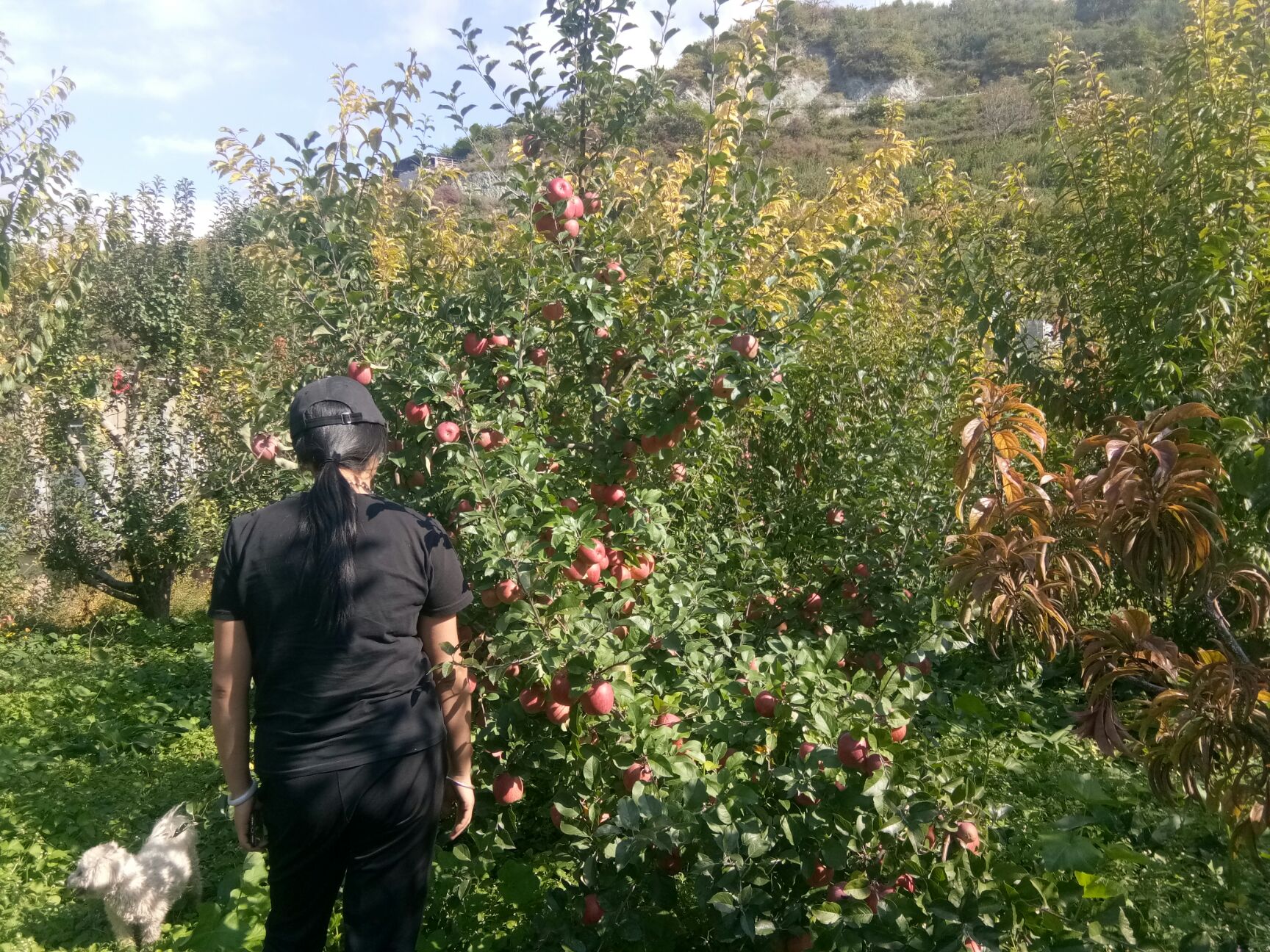  阿坝州糖心苹果