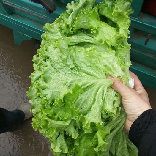 邯郸散叶生菜