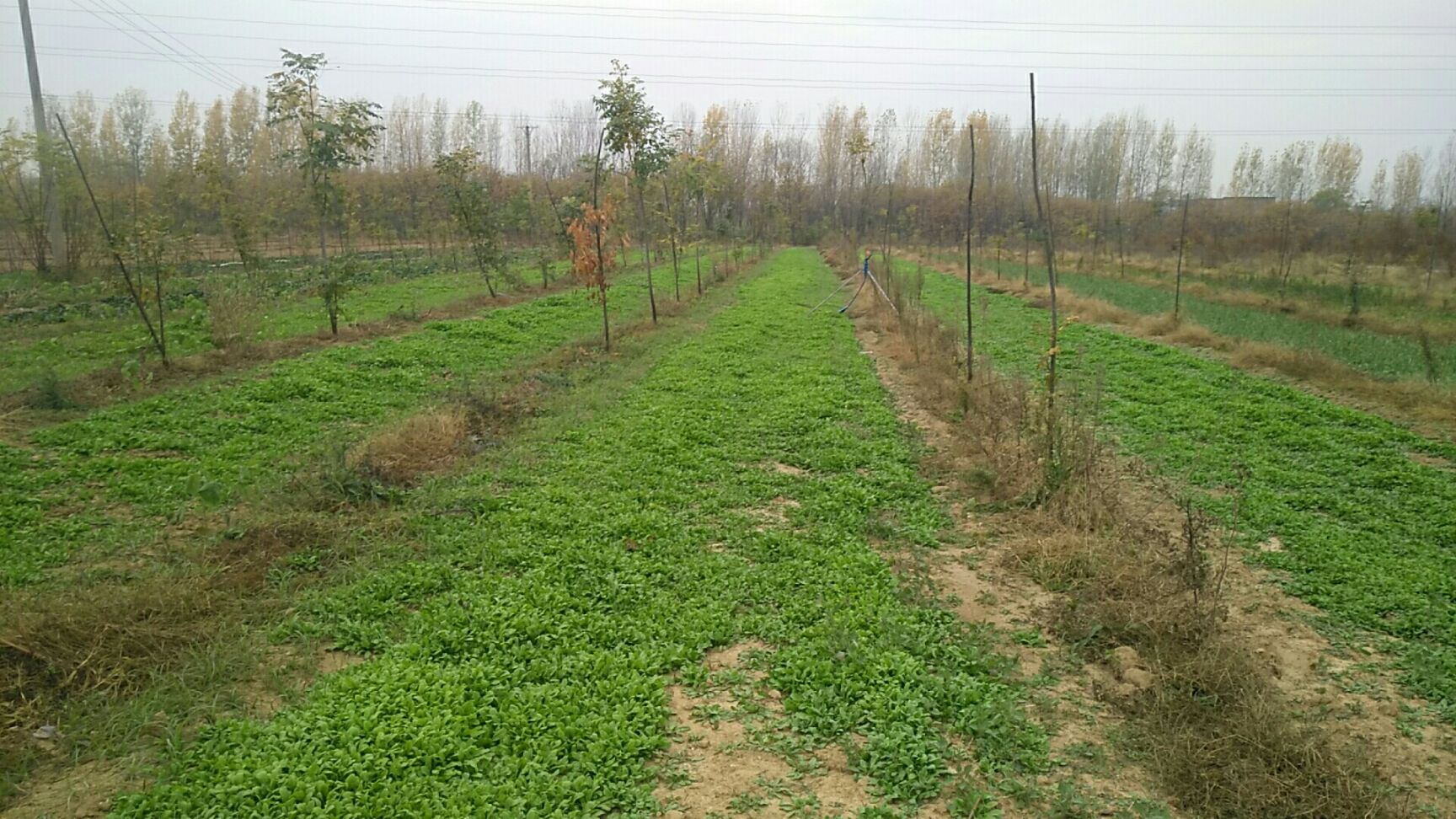 河南省驻马店市确山县优质荠菜 现摘新鲜配送