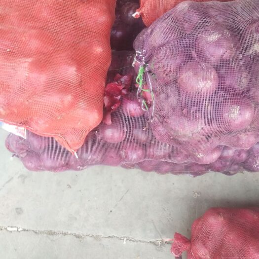 紫皮洋葱 9cm以上