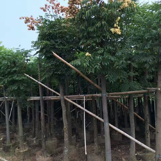 普宁市广东国庆花（栾树、黄山栾树）假植苗/袋装苗 产地直销