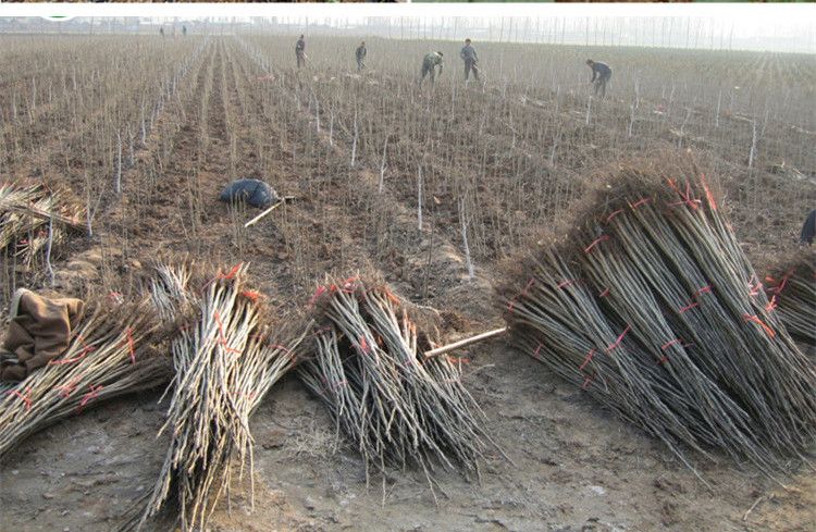 薄皮核桃苗适合南北方种植