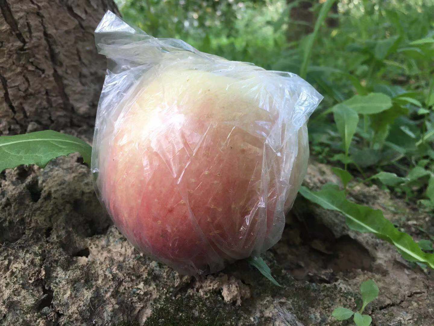 红富士苹果 山西临猗冰糖心膜袋红富士纸袋红富士