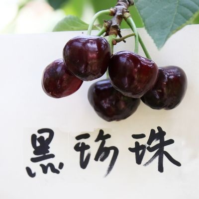 平邑县 黑珍珠樱桃苗适合南北方种植