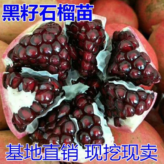 平邑县 黑籽石榴树苗适合南北方种植