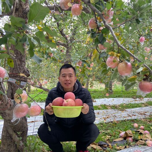 临猗县 苹果好吃好吃的苹果，自己家种的。