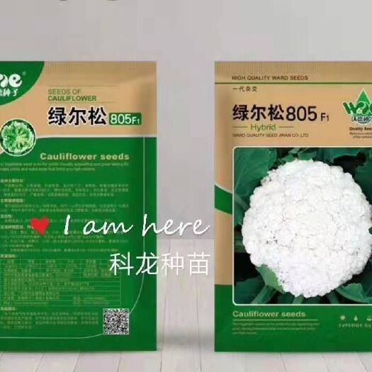 松花菜种子（绿尔松805）