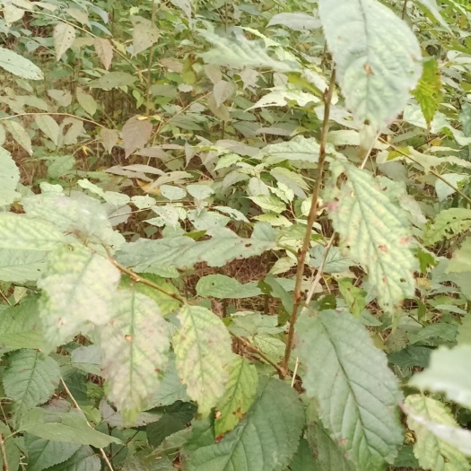 苍溪县山樱桃苗  毛樱桃苗，嫁接樱桃苗的占木