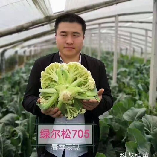  松花菜种子（绿尔705）