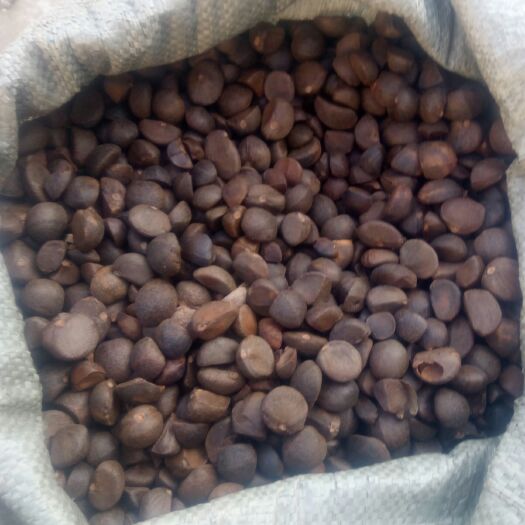  橙鄉(xiāng)油茶籽