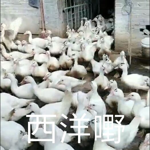 南宁 西洋鸭苗