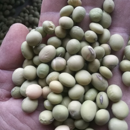 凤阳县富硒大豆  本地天然纯手工精品有机大豆有需要的联系我