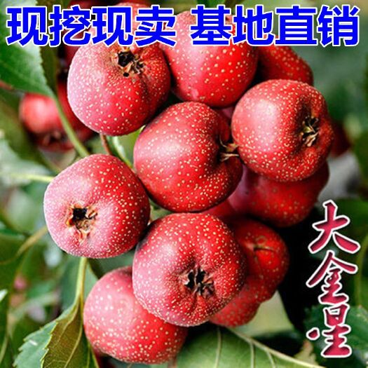平邑县大金星山楂树苗 大金星山楂苗适合南北方种植