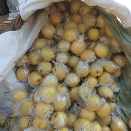 昌黎县 大量销售蜜梨