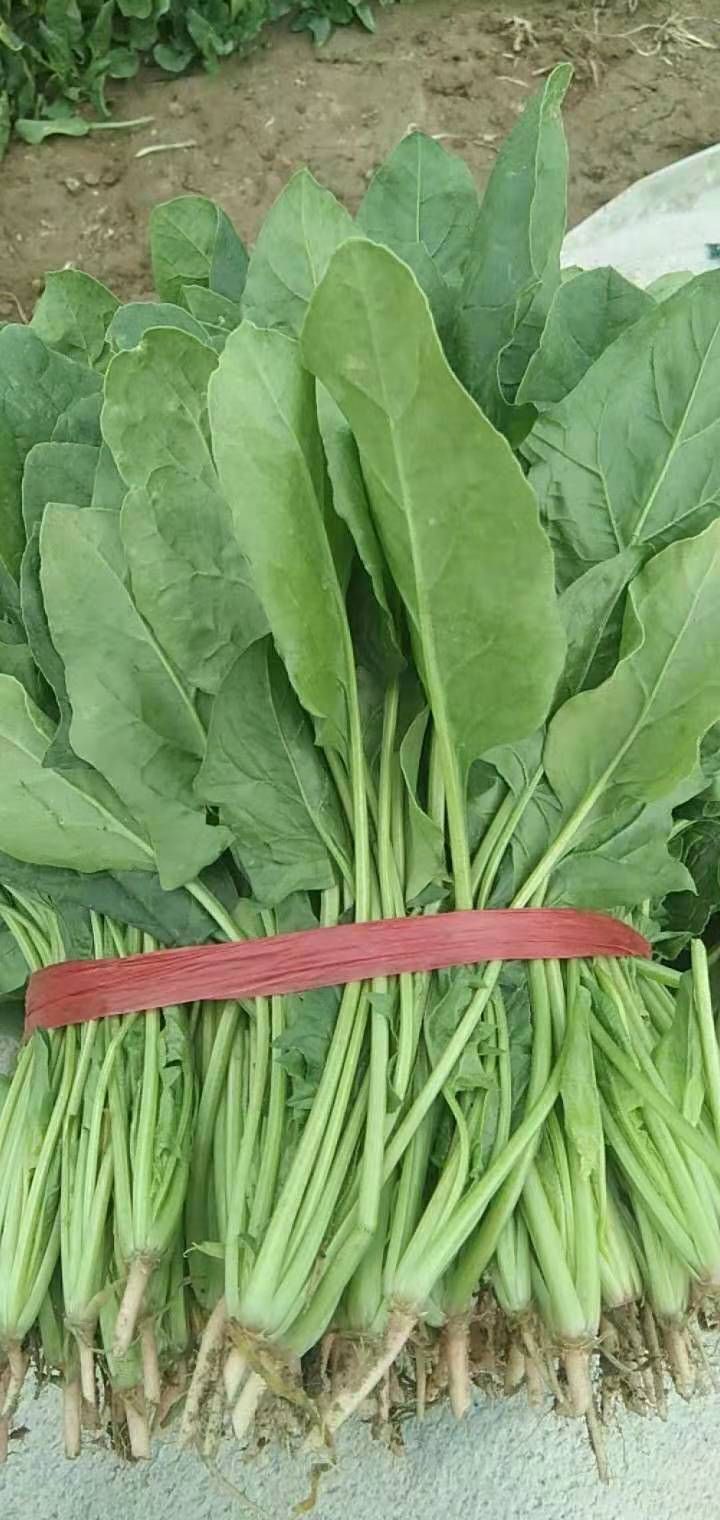 圆叶菠菜种子  菠菜种子（菠菜种子）