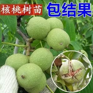 平邑县 核桃苗嫁接核桃树苗薄皮盆栽地栽当年结果南方北方种植果树苗