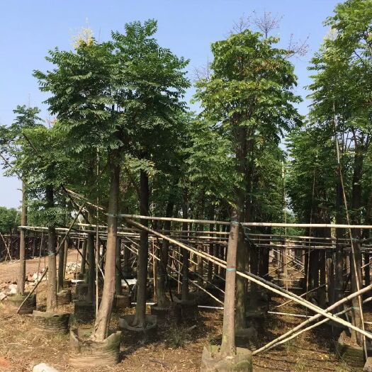 普宁市批发出售：国庆花（黄山栾树、栾树）截杆苗/骨架苗