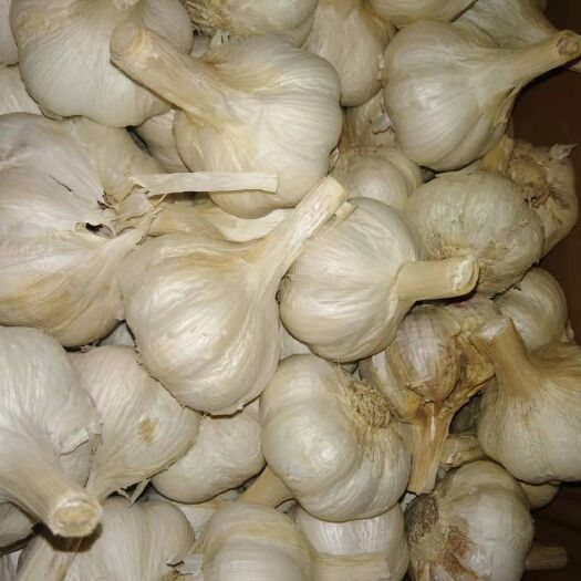 临沂 精品大蒜(清香型)