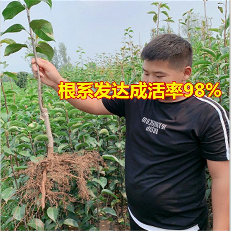  晚秋黄梨苗嫁接成品苗，现挖现卖、基地直销、包成活品种死苗补发