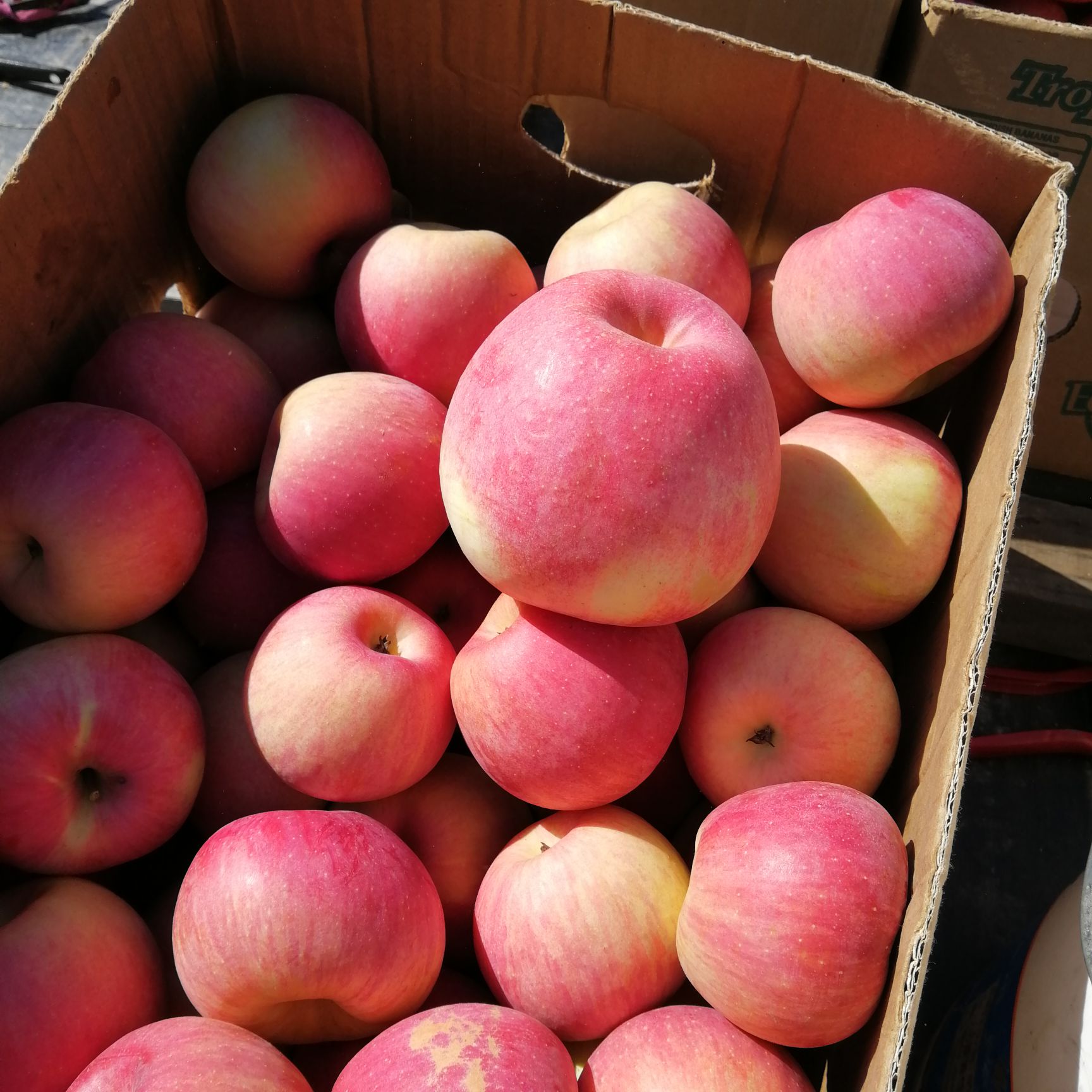 寒富苹果 65mm以上 日晒面 纸袋