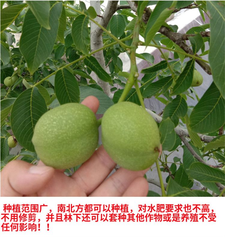 薄皮核桃苗适合南北方种植