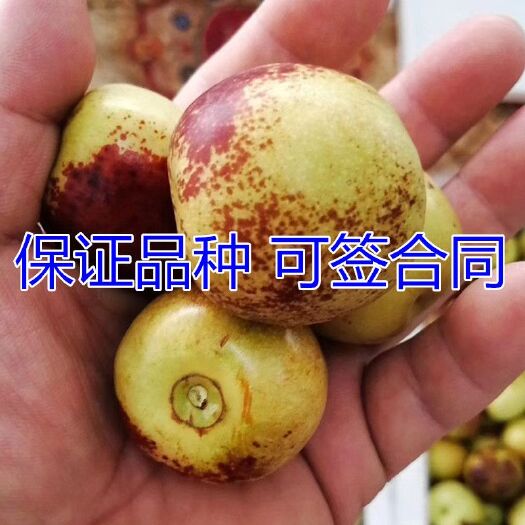平邑县 雪枣树苗适合南北方种植