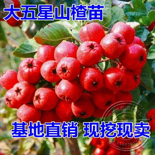 平邑县大五棱山楂苗 大五星山楂苗适合南北方种植