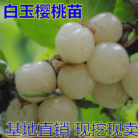 平邑县 白玉樱桃苗适合南北方种植