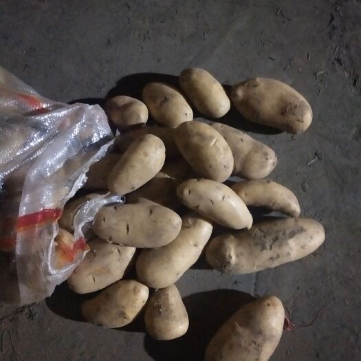 丰县 精品黄心土豆，3量起步通天。