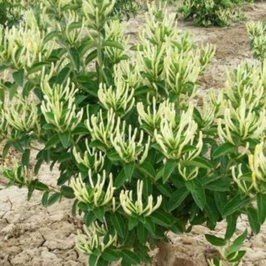 平邑县四季金银花苗 四季金银花