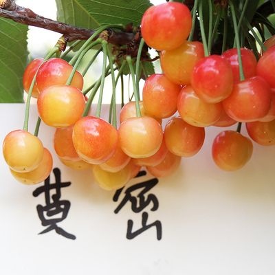 平邑县 黄蜜樱桃苗适合南北方种植