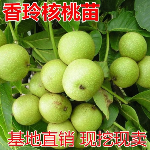 平邑县 香玲核桃苗适合南北方种植