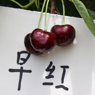 平邑县 早红樱桃苗适合南北方种植