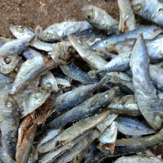 海兴县饲料鱼干水煮熟鱼干高温消毒晒干干度好可粉碎喂蛋鸡蛋鸭海水鱼干