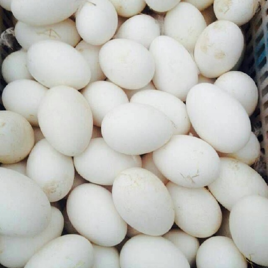 驻马店 新鲜鹅蛋    大鹅蛋    初生鹅蛋  大量批发包邮包邮