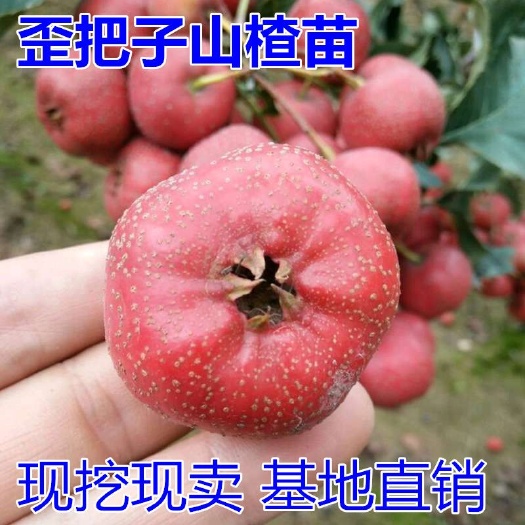 平邑县歪把红山楂树苗 歪把子山楂苗适合南北方种植