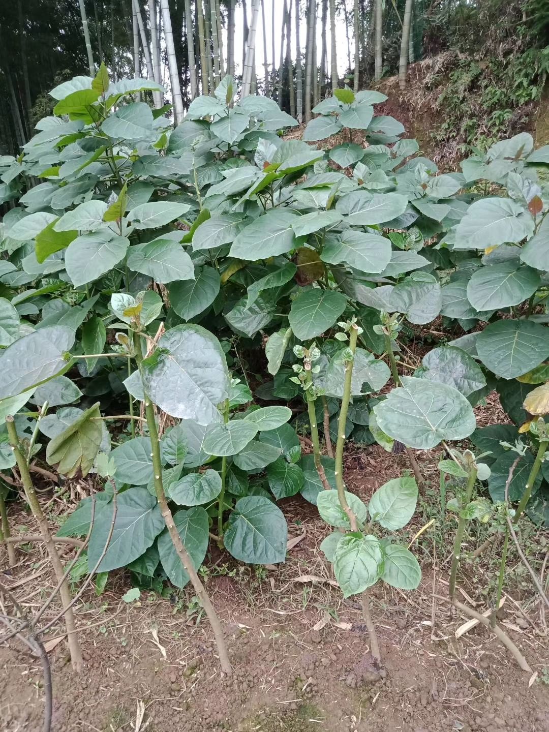 新西兰树番茄苗 新西兰树番茄苗，2年大苗（一般第三年结果）