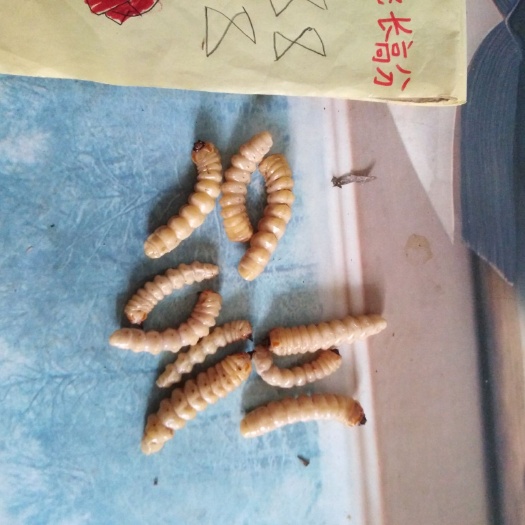 合浦县斗米虫 云实树货中货！！