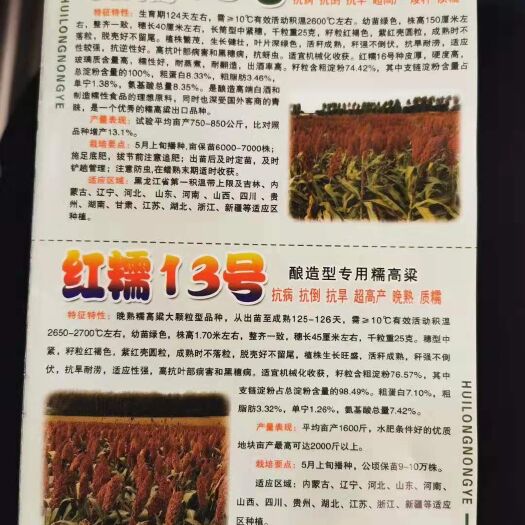 黄骅市红糯9号 红糯高粱种