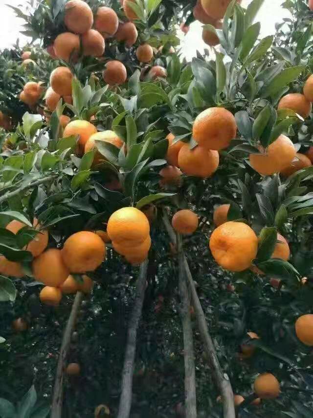  芦柑  椪柑  产地直销  一手货源  果园看货选购