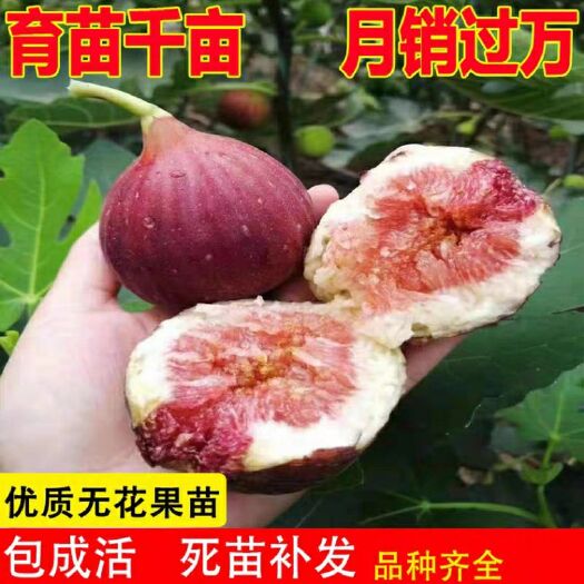 平邑县波姬红无花果苗 24小时发货，现挖现发，品种齐全.没有中间商，