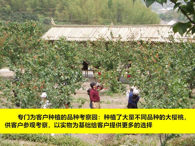 黄蜜樱桃苗适合南北方种植