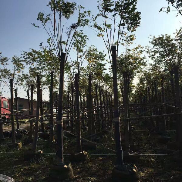 批发出售：国庆花（黄山栾树、栾树）截杆苗/骨架苗