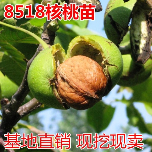 平邑县 8518核桃苗适合南北方种植