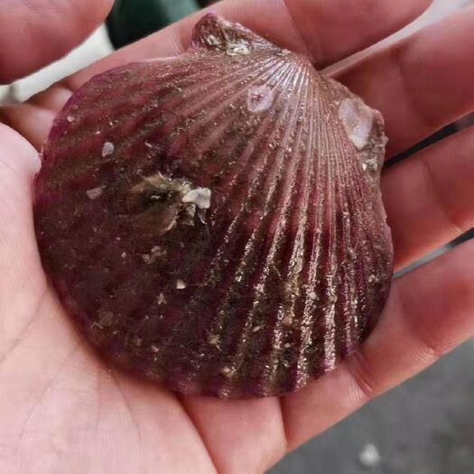 威海海湾扇贝  扇贝