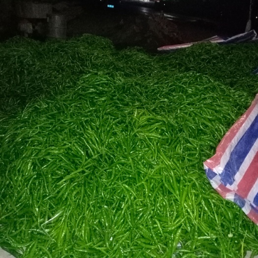 田东县杭椒 货好量多
