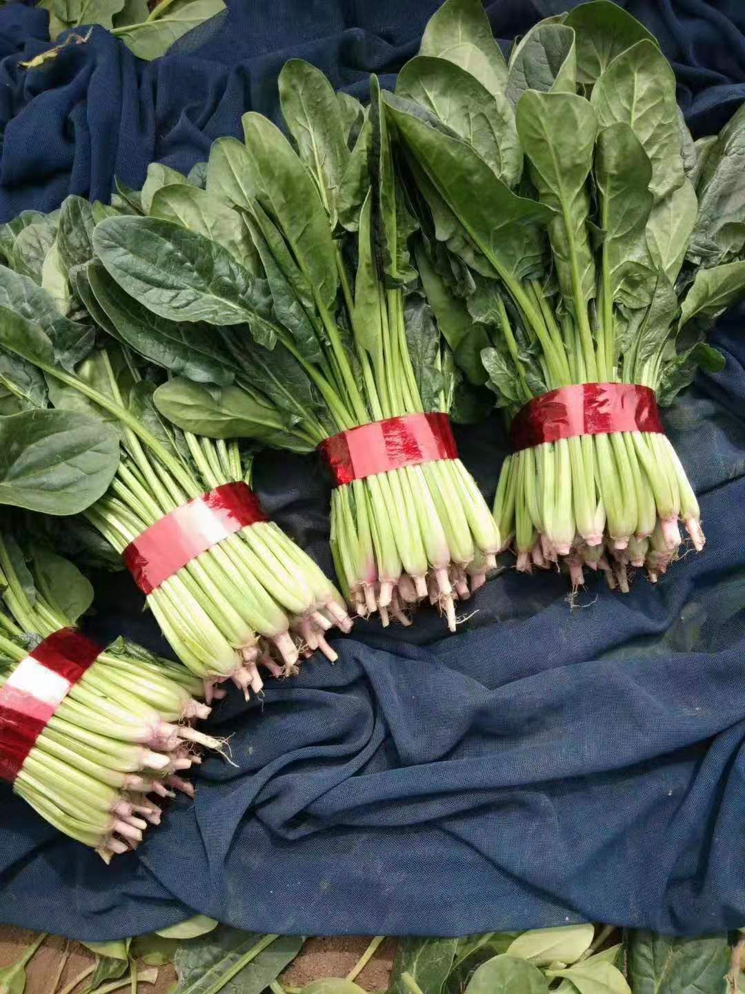 圆叶菠菜种子  菠菜种子（菠菜种子）