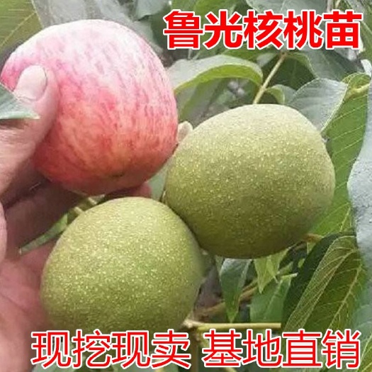 平邑县 鲁光核桃苗适合南北方种植