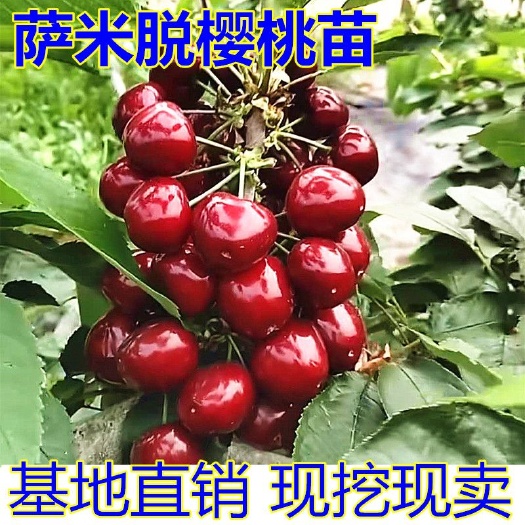 平邑县 萨米脱樱桃苗适合南北方种植